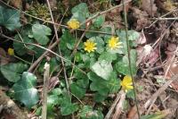 Ficaria verna