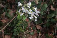 Cardamine pratensis