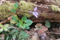 Viola reichenbachiana