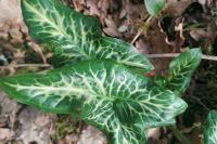 Arum italicum