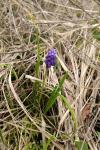 Muscari neglectum