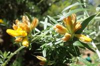 Genista linifolia