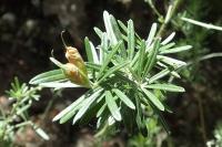 Genista linifolia