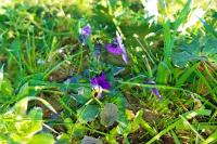 Viola x wittrockiana