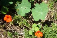 Tropaeolum majus