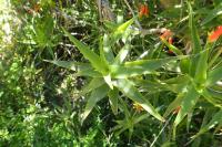 Aloiampelos ciliaris