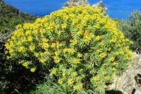 Euphorbia dendroides