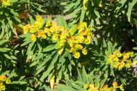 Euphorbia dendroides