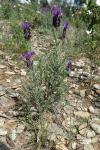 Lavandula stoechas