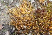 Funaria hygrometrica