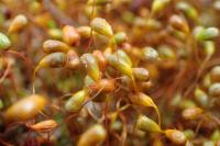 Funaria hygrometrica