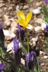 Tulipa sylvestris subsp. australis