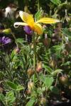 Tulipa sylvestris subsp. australis