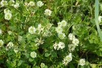 Trifolium repens