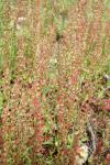 Rumex bucephalophorus subsp. gallicus