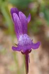 Linaria pelisseriana