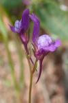 Linaria pelisseriana