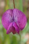 Lathyrus angulatus