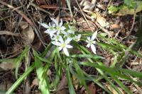 Ornithogalum