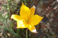 Tulipa sylvestris subsp. australis
