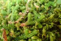 Selaginella denticulata