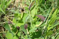 Aristolochia rotunda