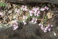 Saponaria ocymoides subsp. ocymoides
