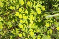 Euphorbia segetalis subsp. segetalis