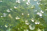 Ranunculus tripartitus