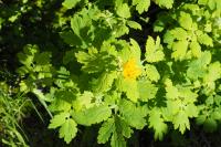 Chelidonium majus
