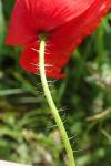 Papaver rhoeas