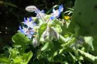 Borago officinalis