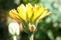 Crepis vesicaria