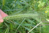 Hordeum murinum