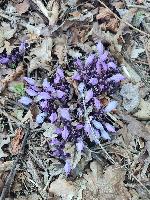 Lathraea clandestina