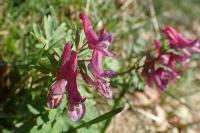 Corydalis solida