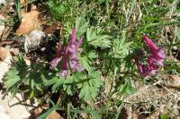 Corydalis solida