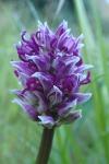 Orchis simia