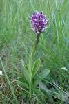 Orchis simia