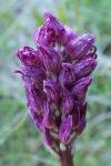 Orchis simia