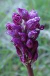 Orchis simia