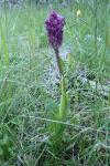 Orchis simia