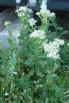 Lepidium draba