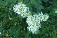 Lepidium draba
