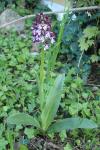 Orchis purpurea