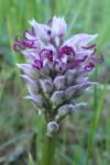 Orchis simia