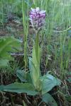 Orchis simia