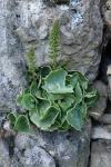Umbilicus rupestris