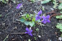 Viola riviniana