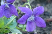Viola riviniana